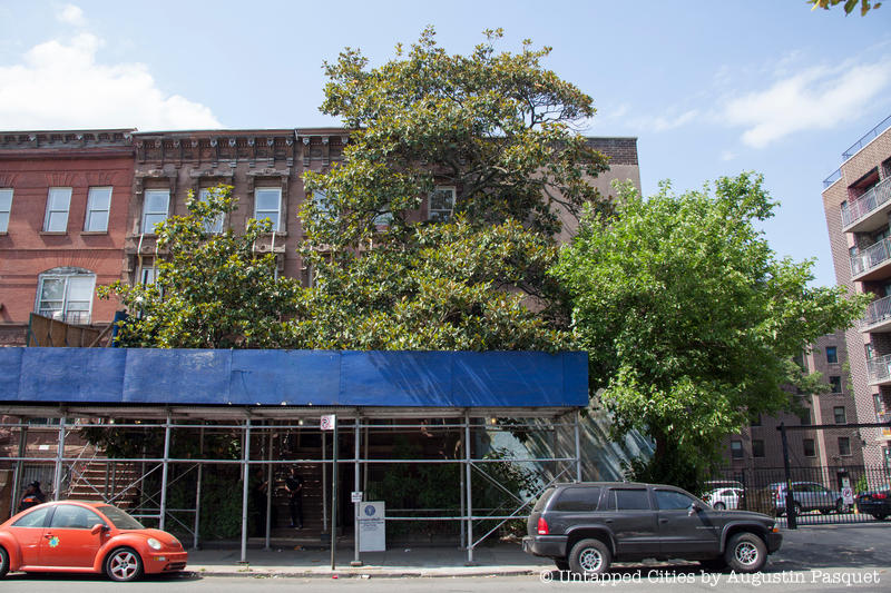 magnolia-grandiflora-landmarked-tree-bedford-stuyvesant-brooklyn-nyc-hdc